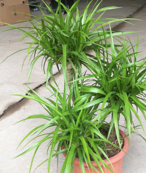 花盆土太湿怎么补救