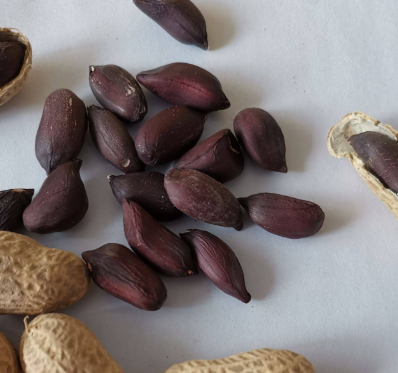 黑花生什么时候种最好