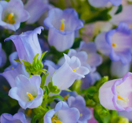 家里养风铃花好吗