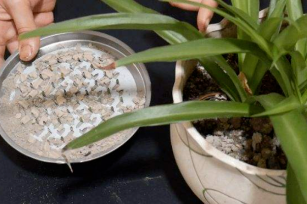 蚊香灰可以养花杀虫吗