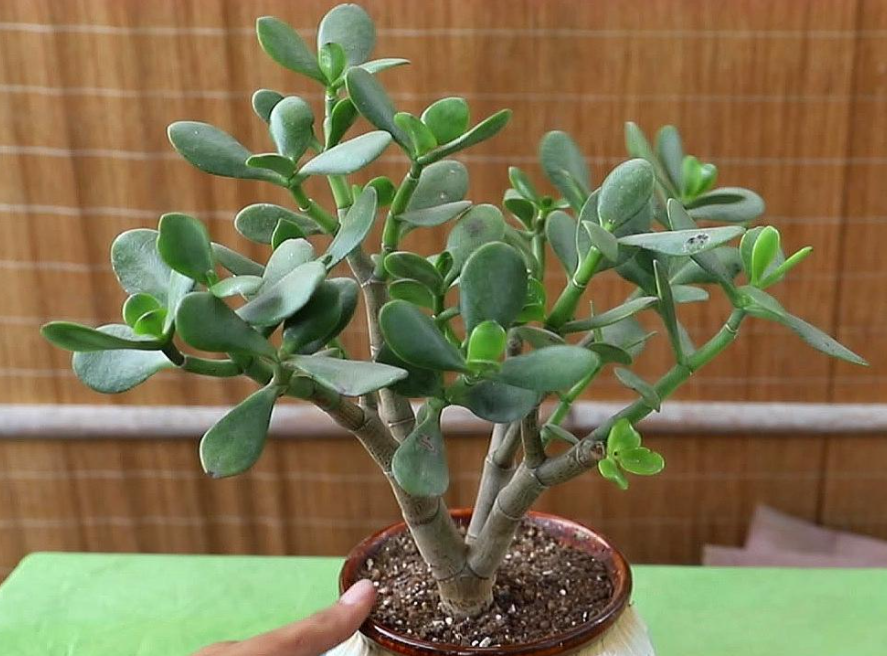 玉树换盆后要浇水吗