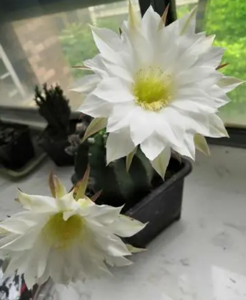 仙人球开白花是什么品种