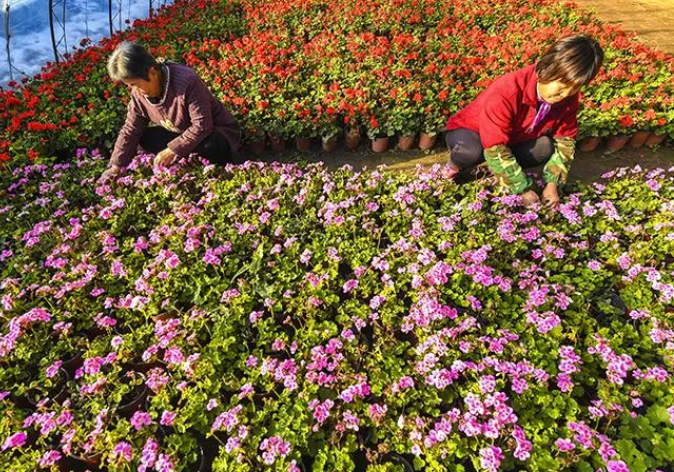 农村花卉种植有市场吗