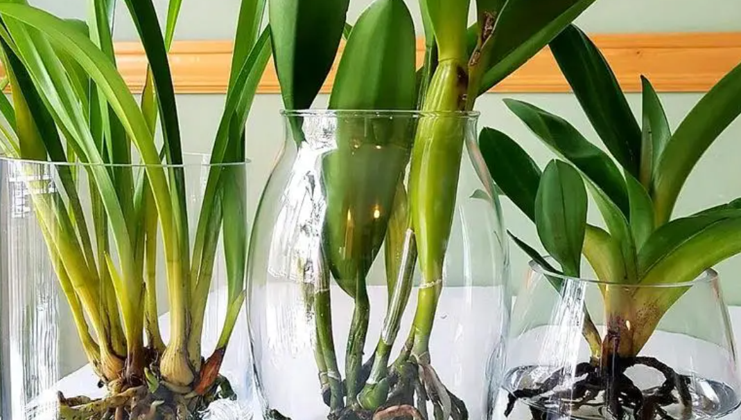 水培兰花水淹没根部吗