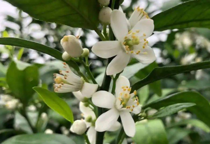 柑橘几年开花结果