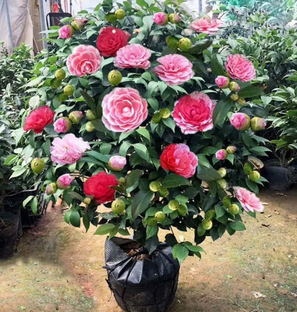 四季茶花多少钱一棵