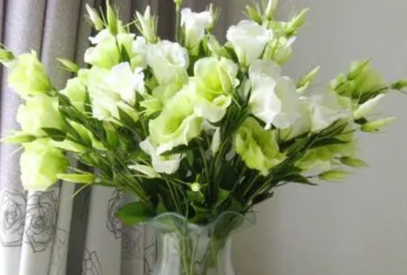 桔梗花适合在室内养吗