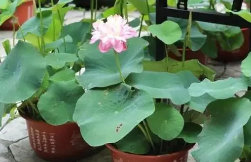 四季荷花怎么养殖方法