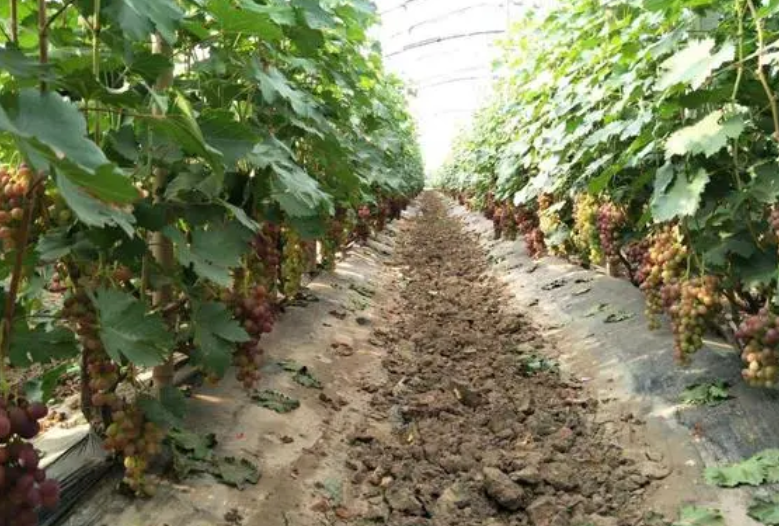 十年的葡萄树如何移栽