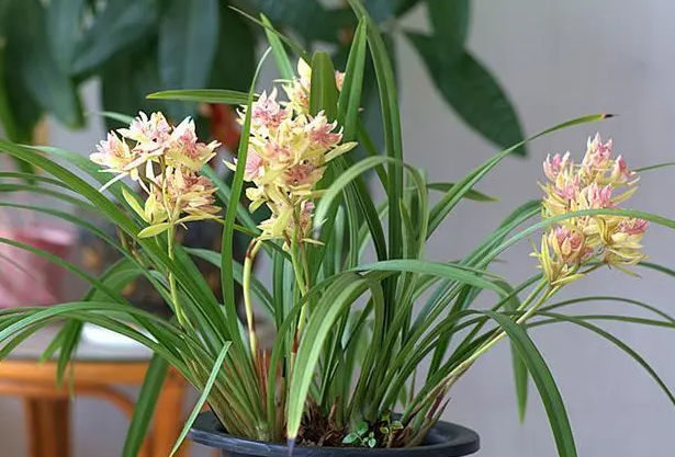 兰花养几年才能开花