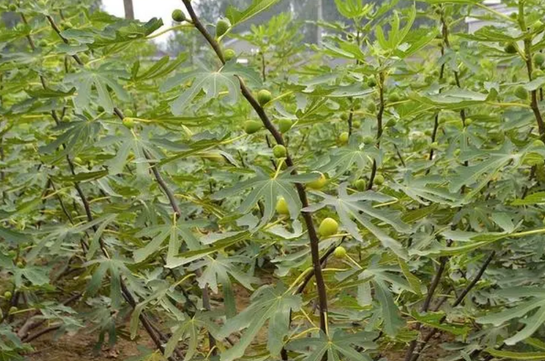 无花果苗什么时候栽能成活