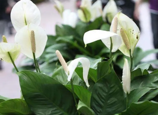 白鹤芋的开花时间