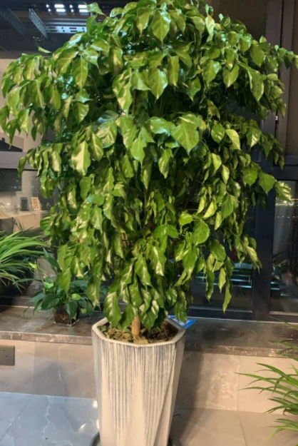 室内盆栽幸福树怎样保养