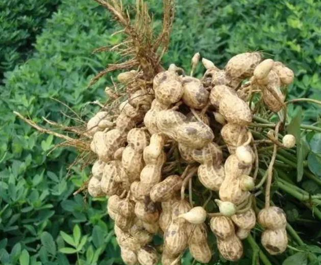 花生如何能高产