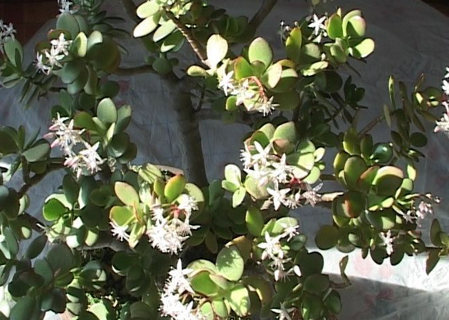 八宝树适合在家里养吗