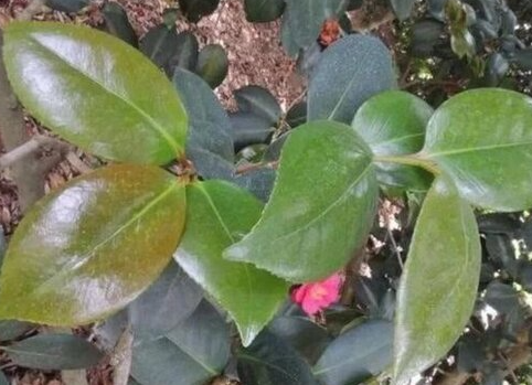 茶花掉叶子的补救方法