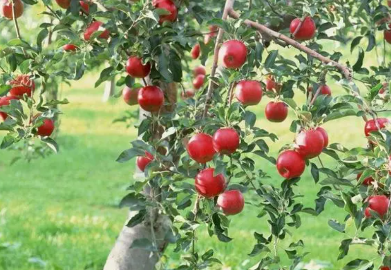 苹果树一棵能结果吗