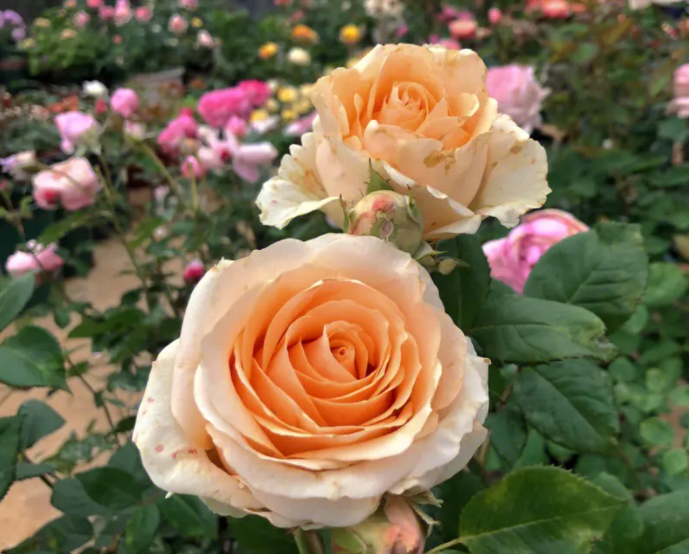 糖果雪山月季的花朵特征