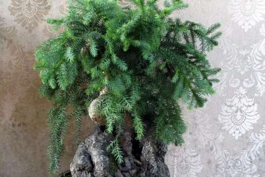 家里养杉树好不好