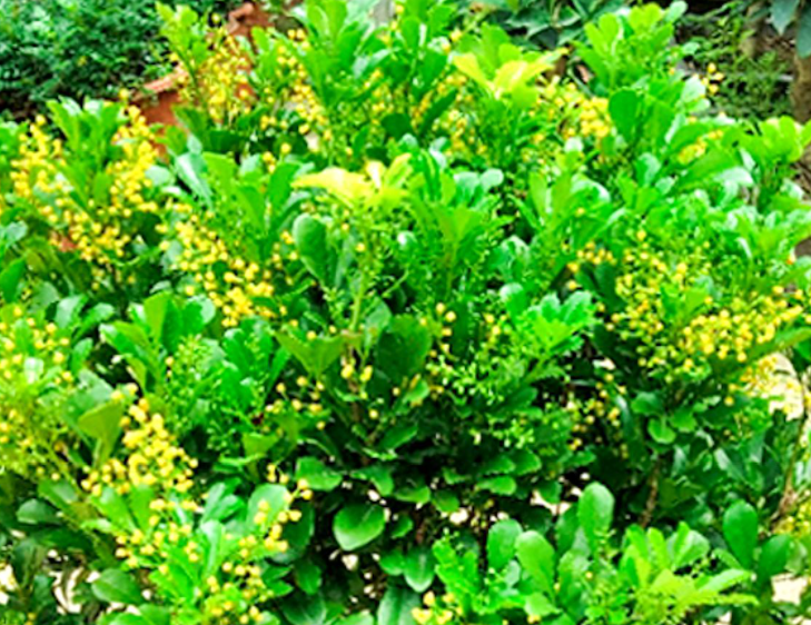 米兰花用鸡蛋施肥好吗