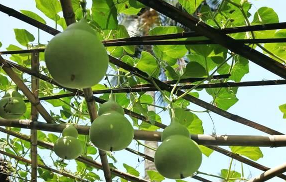 葫芦为啥只开花不结葫芦