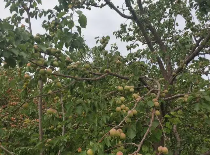 杏树在什么地方