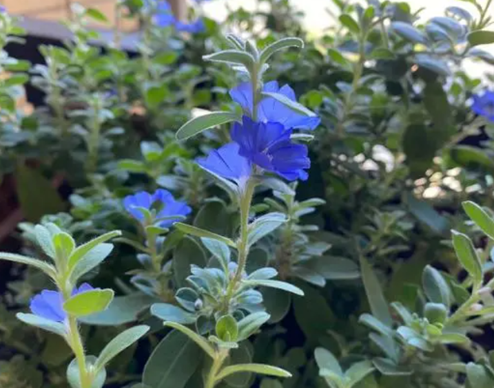 蓝星花不开花怎么办