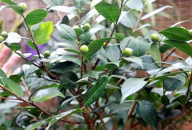 茶花叶面肥用什么最好