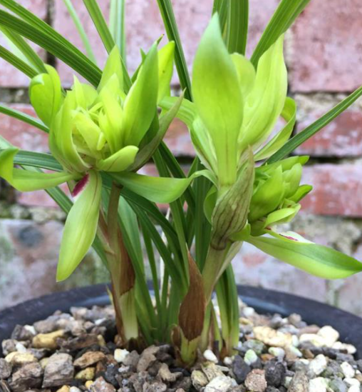 春兰花开富贵和余蝴蝶哪个好