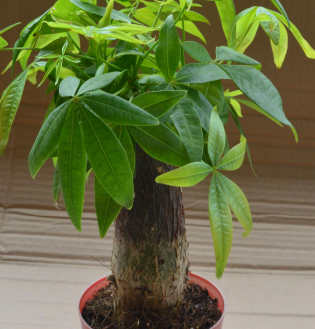 如何才能养好发财树