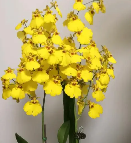 文心兰出花剑后如何浇水施肥