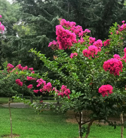 紫薇树适应的最低温度