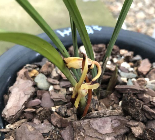 梦香兰花还没开花苞就焉了