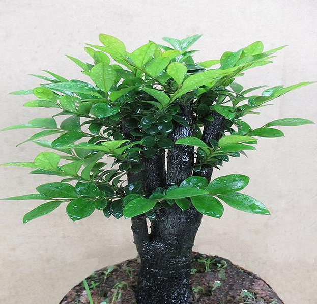 小叶紫檀花怎么养殖