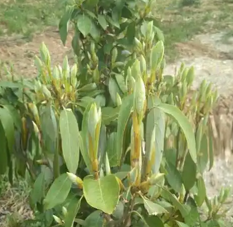 老鹰茶树的经济价值