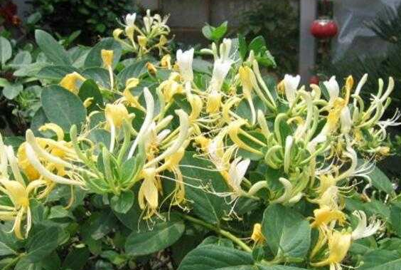 金银花换盆最佳时间