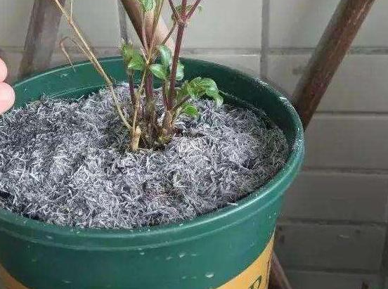 烟灰种花作用与功效