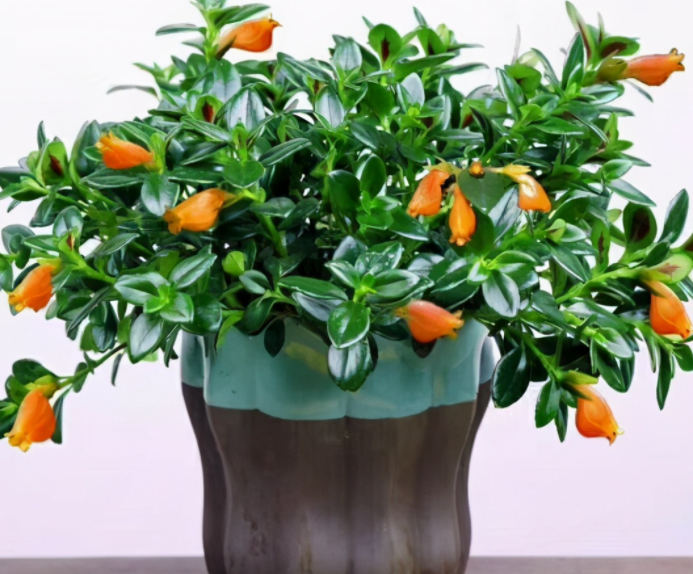 植物小金鱼花怎么养