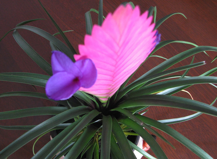 铁兰开花后中间扇子怎么剪