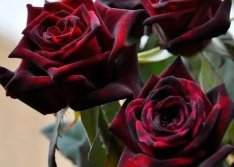 黑美人花冬天怎么养