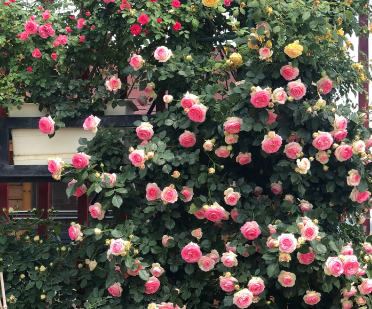 爬藤蔷薇花的养殖方法