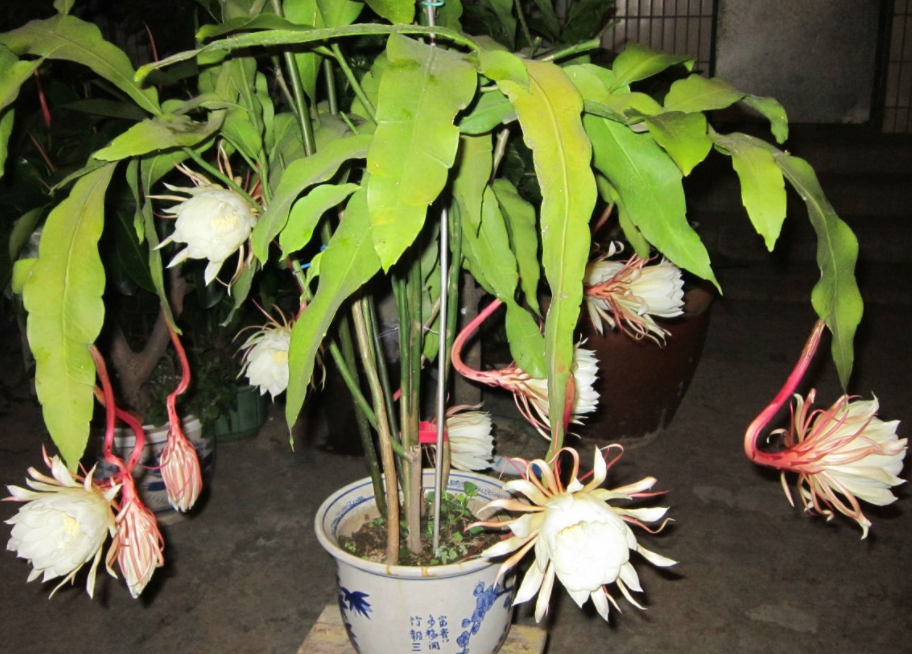 昙花为何只长叶子不开花