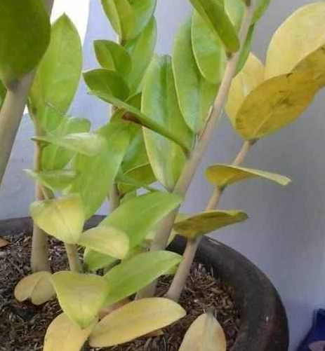金钱树叶子发黄浇啤酒