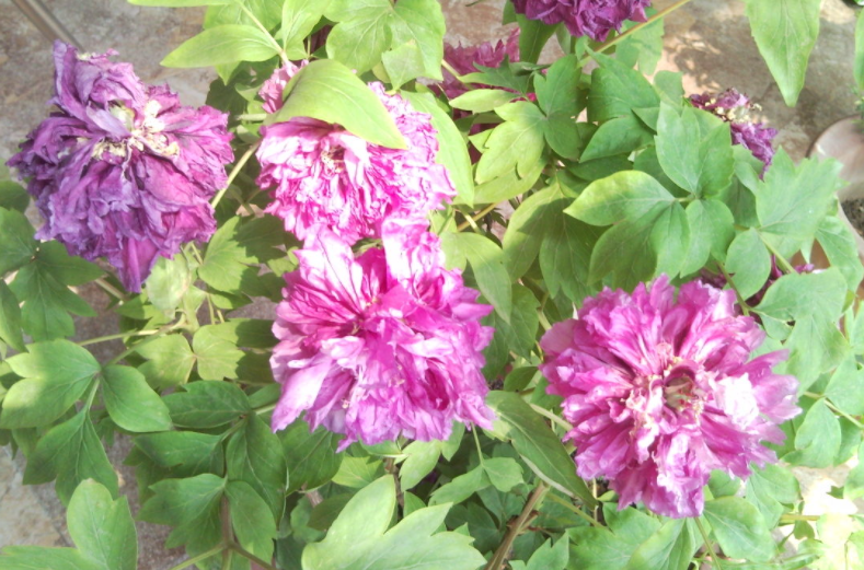 牡丹花开花后要剪掉吗