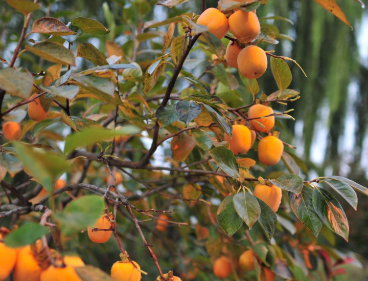 家里种一棵柿子树吉利吗