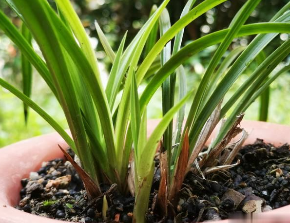 兰花淋到雨了怎么办