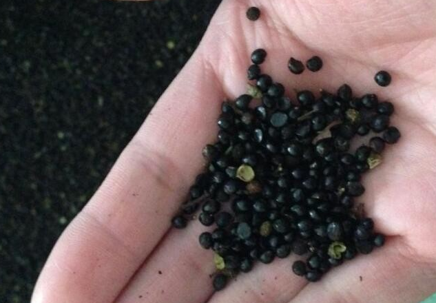 花椒籽什么季节播种