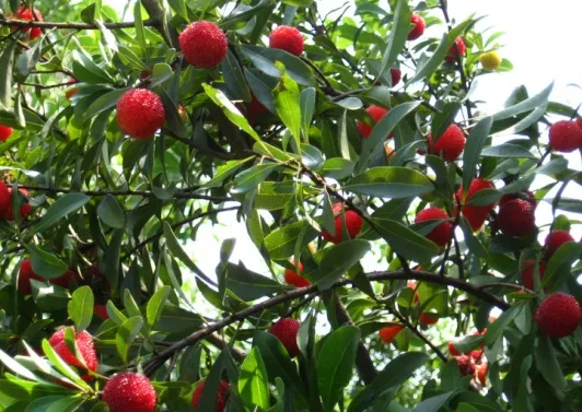 杨梅树可以室内养吗