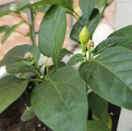 家里种的辣椒只开花为啥不结果