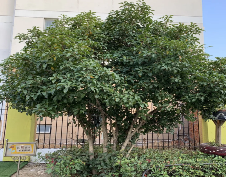 海南哪里有桂花树